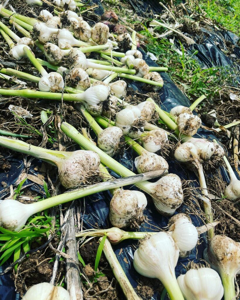 無農薬、化学肥料なしでもこーんなに立派な、ニンニク初収穫(ナーンて  ただほったらかしてだけです) #ニンニク #ニンニク収穫 #家庭菜園 #梅雨の晴れ間